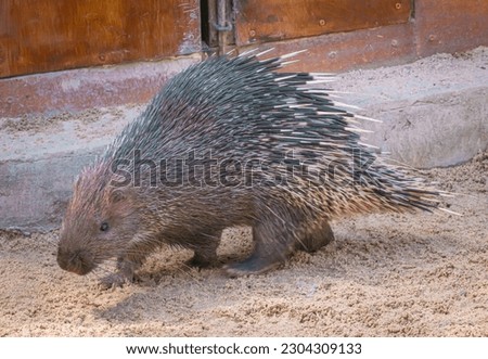 An adorable porcupine, its quills standing on end against a backdrop of lush wilderness. A captivating wildlife sight!