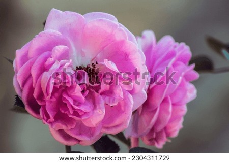 beautiful rose flower on blurred background