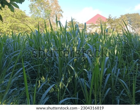 Elephant grass or Pennisetum purpureum grows upright, has long green leaves growing in the garden