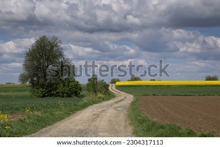 Dirt road leading through te fields. Countryside landscape, rural panoramic landscape. Spring on the country. Yellow rapeseed. Lublin province Poland.