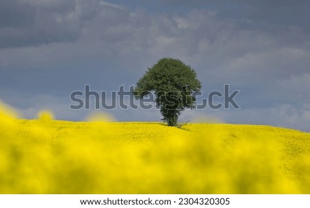 Blue sky with lonely  cherry tree in the fields. Countryside landscape, rural panoramic landscape. Spring on the country. Yellow rapeseed. Lublin province Roztocze, Poland.