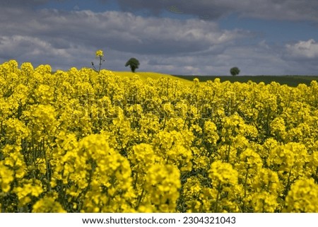 Blue sky with lonely  cherry tree in the fields. Countryside landscape, rural panoramic landscape. Spring on the country. Yellow rapeseed.Lublin province, Roztocze Poland.