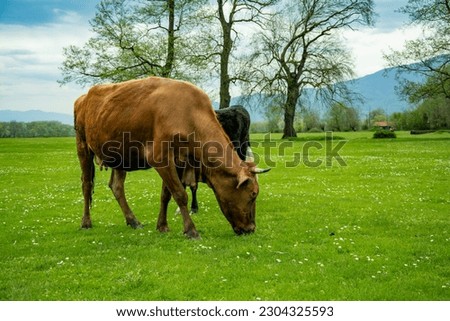 Close up cows raised for Eid-al-Adha graze in the pasture. Group of cows or cattle are prepared for sacrifices on Eid al-Adha or Eid al-qurban. Bos taurus. Farm life concept idea. Selective focus Royalty-Free Stock Photo #2304325593