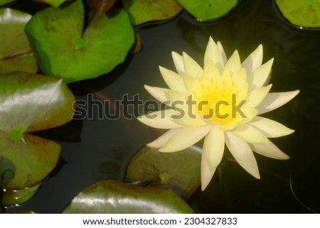 Beauty photography pictures of yellow lotus blossoms