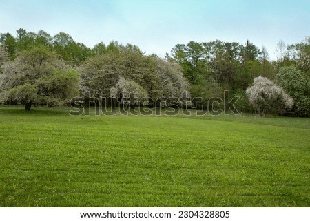 Blossoming Trees in Spring. Spring time in nature with blooming trees