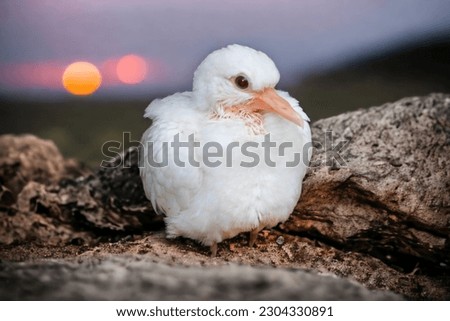 Beautiful natural photos of cute white pigeon chicks