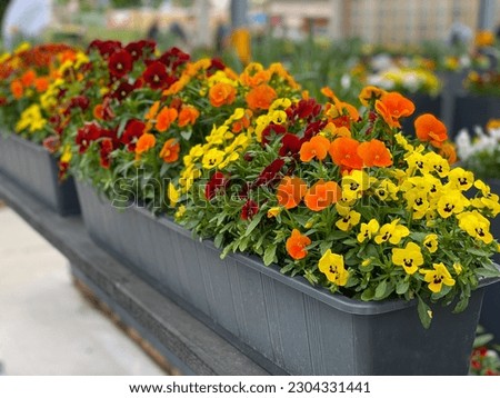 Decorative flower pots with spring flowers viola cornuta in vibrant red, orange and yellow color, red yellow pansies in flower pots in terrace balcony garden
