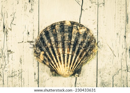 Shell on white wood background.Still life beach, vintage.Beach background, toned.