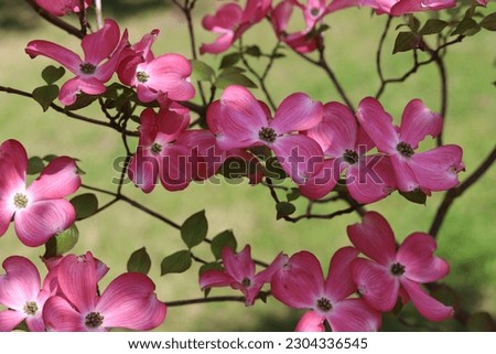 Cornus florida rubra tree with pink flowers. Royalty-Free Stock Photo #2304336545