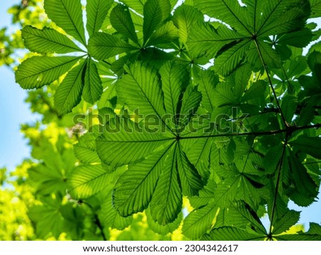 Bright green leaves of a chestnut tree in spring