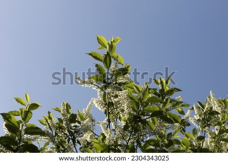 Flowering bird cherry (Prunus padus) against the blue sky