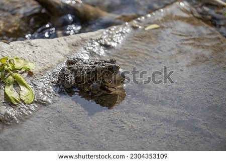 Toads in the water along the shore of a river in Ontario, Canada.