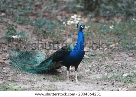 Pavo muticus is a large pheasant found in the wild.