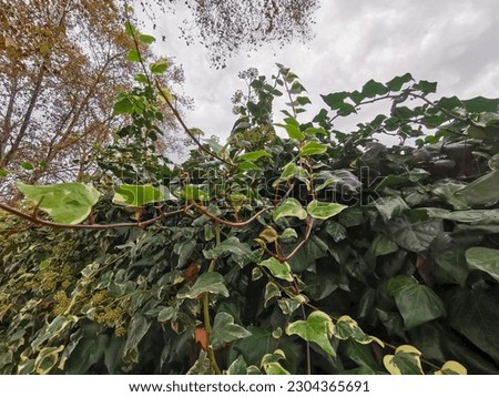 wall covered with climbing ivy nature background. High quality photo