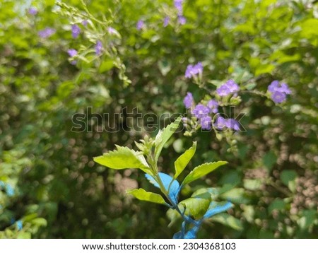 Pictures of beautiful flowers tree in the garden