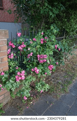 A dark pink rose bush blooms in June in the garden. Rose is a woody perennial flowering plant of the genus Rosa, in the family Rosaceae. Berlin, Germany