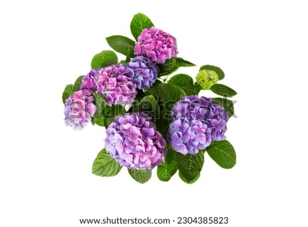 Hydrangea isolated on white background. Hydrangea in a pot. Beautiful flowers. Spring bouquet. Blue, pink and lilac hydrangea flowers. Royalty-Free Stock Photo #2304385823