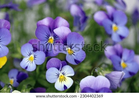 violet violets with a beautiful grain