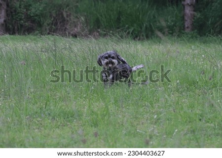 Take a picture of a pet puppy playing on the grass
