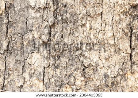 Background Abstract texture photo brown, grey Pterocarpus macrocarpas (Padauk) tree bark arranged in lines it beautiful. Use is house wall for website wallpaper make along walls of houses, building.