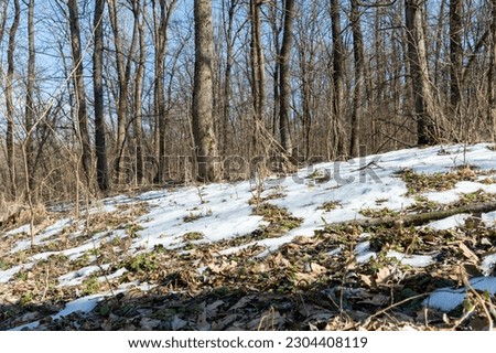 Snow melts in the forest in spring