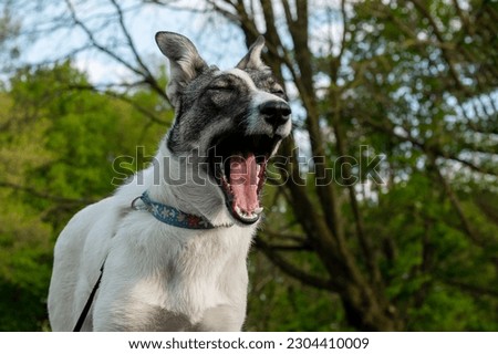 Yawning dog. Portrait of a mongrel dog in nature. Closeup photo of an adorable dog.