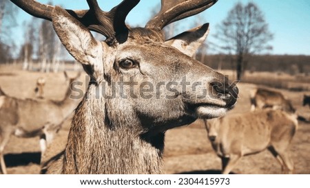A deer with a deer head and a blue sky in the background