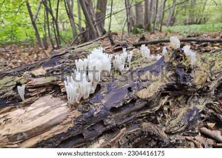 Artomyces pyxidatus is a coral fungus that is commonly called crown coral or crown-tipped coral fungus. Its most characteristic feature is the crown-like shape of the tips of its branches. Royalty-Free Stock Photo #2304416175