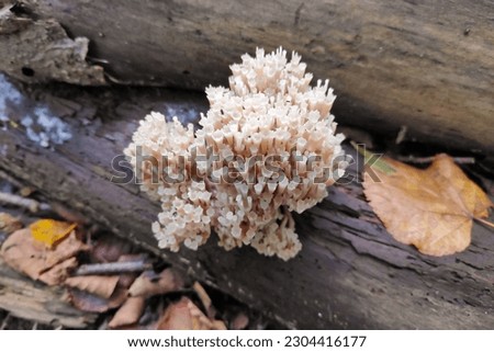 Artomyces pyxidatus is a coral fungus that is commonly called crown coral or crown-tipped coral fungus. Its most characteristic feature is the crown-like shape of the tips of its branches. Royalty-Free Stock Photo #2304416177