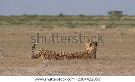 Cheetah laying on the ground in the desert