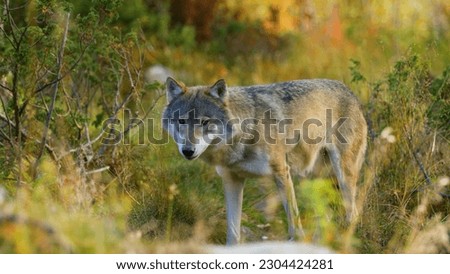 A wolf in a forest with a tree in the background