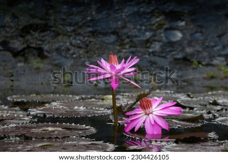 Beautiful  Teratai (water lily flower) scientific name is Nymphaeaceae on the lake. nature background.