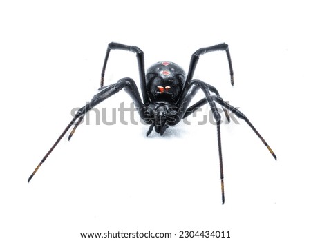 Latrodectus mactans - southern black widow or the shoe button spider, a venomous species of spider in the genus Latrodectus. Florida native. Young female isolated on white background front face view Royalty-Free Stock Photo #2304434011