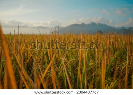 rice before harvest with a beautiful background and clear blue sky