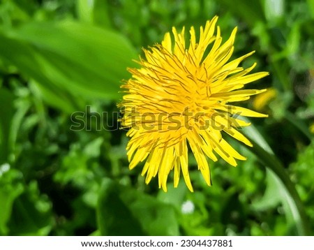 Yellow dandelion close-up. Beautiful yellow dandelion on a green background.