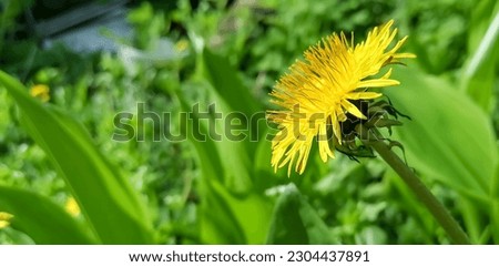 Yellow dandelion close-up. Beautiful yellow dandelion on a green background.