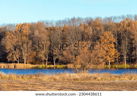 Forest with colorful trees by the river in autumn in sunny weather