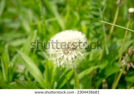 Fluffy dandelion in the grass. Dandelion with seeds stands out beautifully in the grass. The dandelion is the exception - the one with the fluffy head.