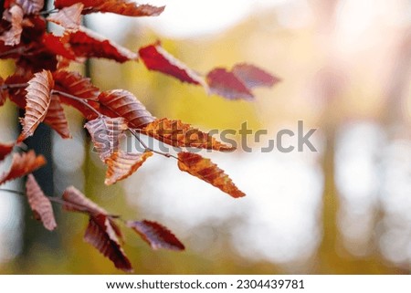 Dry brown leaves on a tree branch in a forest near a river on a sunny day