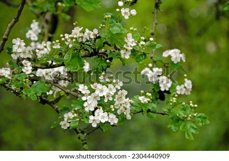 Close up of hawthorn flowers in spring. Common hawthorn, Crataegus monogyna Royalty-Free Stock Photo #2304440909