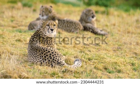 Cheetah on the grass in the serengeti national park
