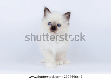Sacred Birman Cat, birma kitten on a white background