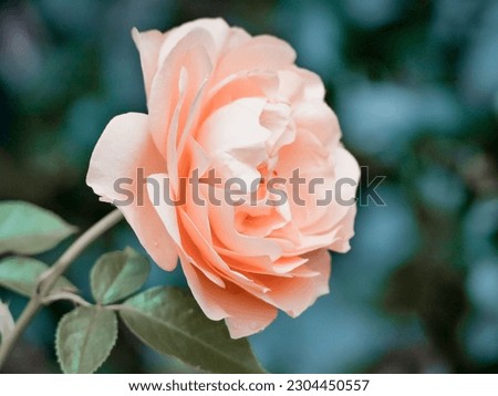 A closeup of a peachy colored rose with dark green leaves from a garden