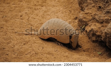 The armadillo in the sand