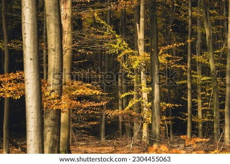 Golden forest with beech trees, colorful leaves. Fairy autumn landscape. tree trunks. Nature, seasons, ecology, environment.