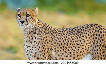 A cheetah in the wild is looking at the camera