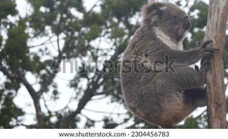A koala sits on a tree branch with a sky background