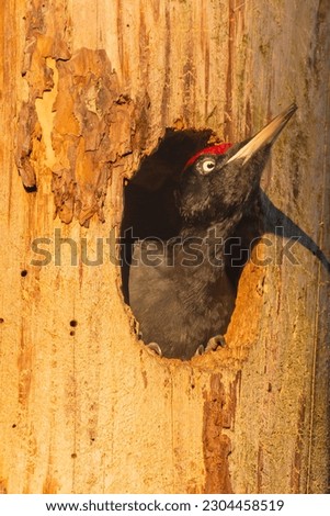 Black woodpecker - Dryocopus martius - at the bird's hollow at Biebrza National Park. Vertical.