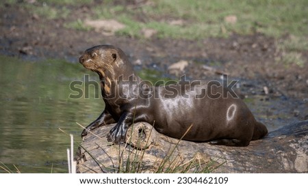 Giant Otter Resting on a Fallen Log
