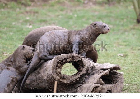 Giant Otters Playing on a Fallen Log